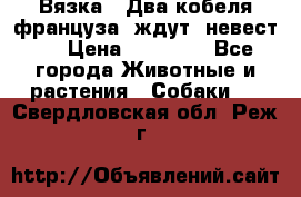  Вязка ! Два кобеля француза ,ждут  невест.. › Цена ­ 11 000 - Все города Животные и растения » Собаки   . Свердловская обл.,Реж г.